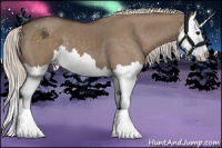 Horse Color:Silver Grullo Splash Appaloosa 