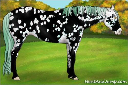 Horse Color:Watercolor White Spotted Amber Champagne Sabino Appaloosa 