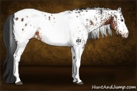 Horse Color:White Spotted Brown Appaloosa 