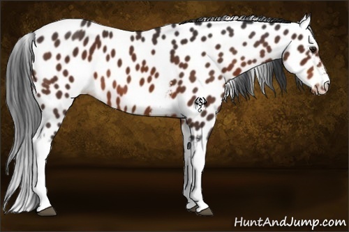 Horse Color:White Spotted Brown Appaloosa