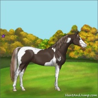 Horse Color:Liver Chestnut Sabino Tobiano 