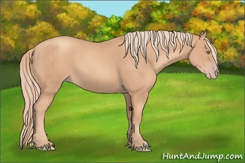 Horse Color:Gold Champagne