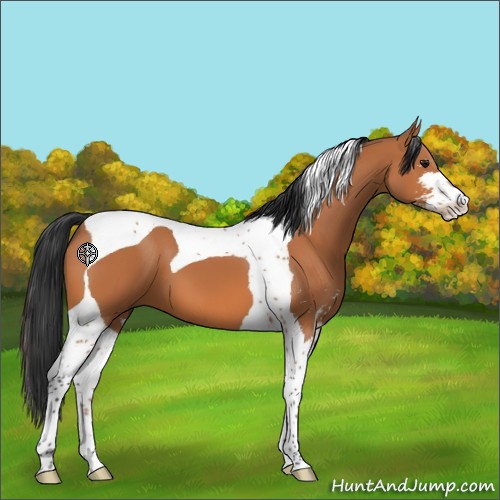 Horse Color:Bay Sabino Tobiano 