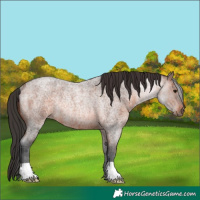 Horse Color:Brown Roan Rabicano 