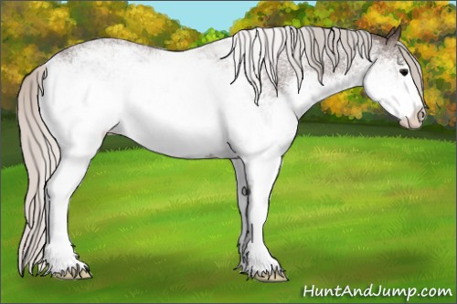 Horse Color:White Spotted Silver Blue Roan Rabicano