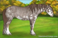 Horse Color:Liver Chestnut Splash Rabicano