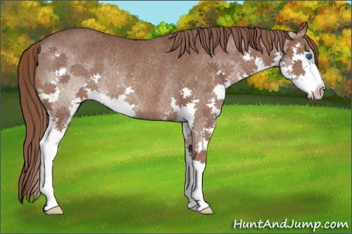 Horse Color:Liver Chestnut Splash Rabicano 