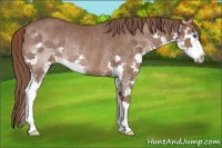 Horse Color:Liver Chestnut Splash Rabicano 