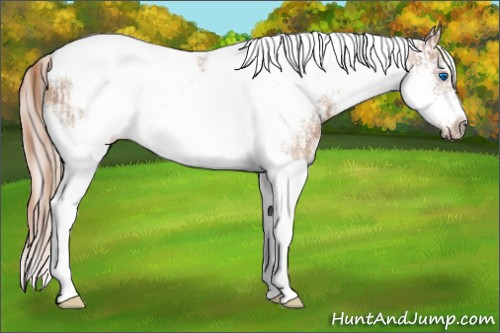 Horse Color:White Spotted Silver Bay Splash  and Chestnut Splash Tobiano Frame Rabicano 
