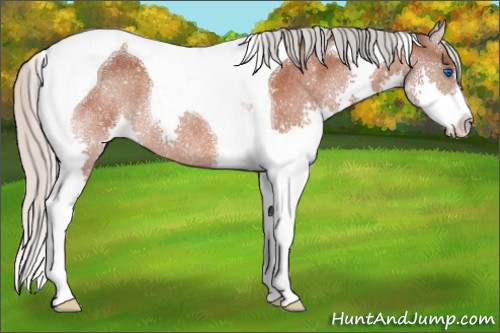 Horse Color:Silver Bay Splash Tobiano Rabicano 