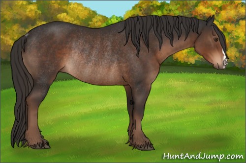 Horse Color:Liver Chestnut Rabicano 