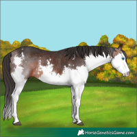 Horse Color:Brown Sabino Splash Rabicano 