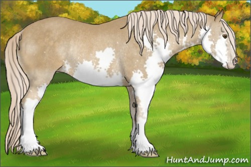 Horse Color:Chocolate Palomino Splash Rabicano 