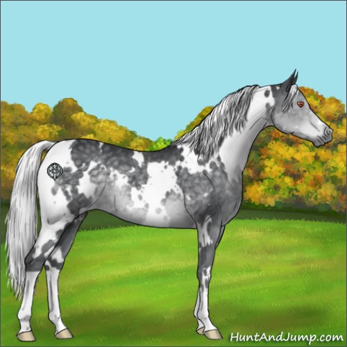 Horse Color:White Spotted Silver Black Chinchilla