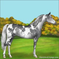 Horse Color:White Spotted Silver Black Chinchilla 