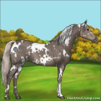 Horse Color:White Spotted Silver Black 