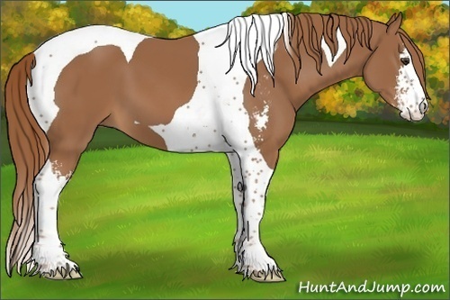 Horse Color:Chestnut Sabino Tobiano 