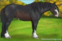 Horse Color:Brown Sabino 