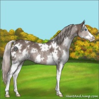 Horse Color:White Spotted Silver Black Splash 