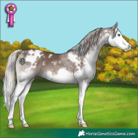 Horse Color:White Spotted Silver Black Splash