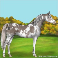 Horse Color:White Spotted Silver Black Splash 