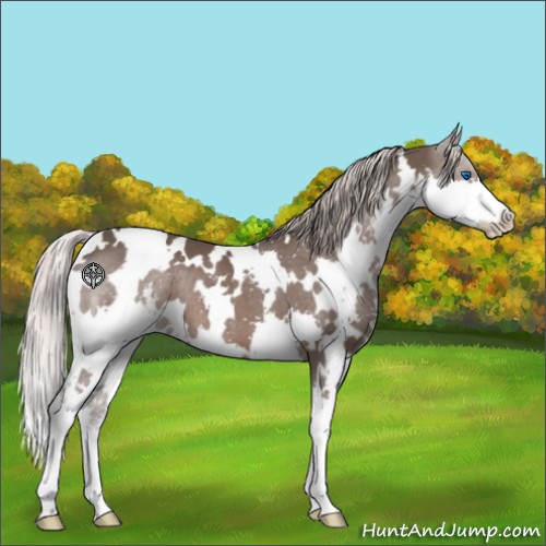 Horse Color:White Spotted Silver Black Splash