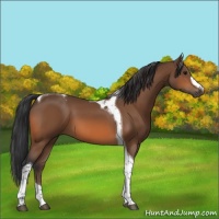 Horse Color:Bay Tobiano 