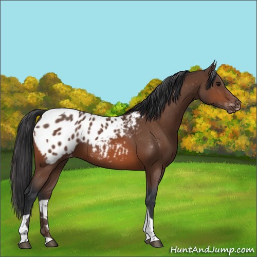Horse Color:Bay Sabino Tobiano Appaloosa 
