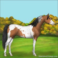 Horse Color:Bay Sabino Tobiano 