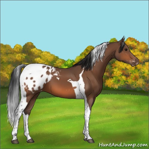 Horse Color:Bay Tobiano Appaloosa 