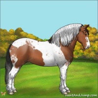 Horse Color:Bay Sabino Tobiano 