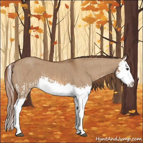 Horse Color:Red Dun Splash  and Red Dun Splash 