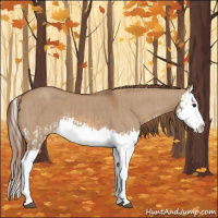 Horse Color:Red Dun Splash  and Red Dun Splash 