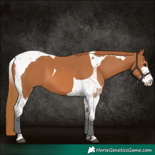 Horse Color:Chestnut Sabino Tobiano 