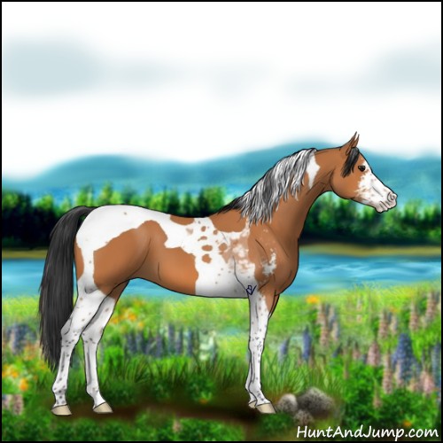 Horse Color:Bay Sabino Tobiano 