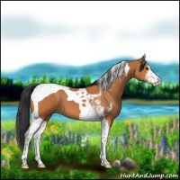 Horse Color:Bay Sabino Tobiano 