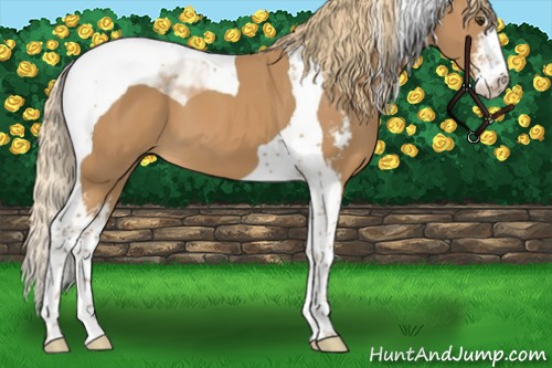 Horse Color:Chestnut Sabino Tobiano 