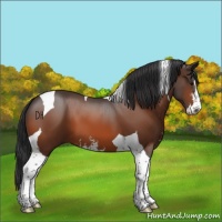 Horse Color:Bay Sabino Tobiano 