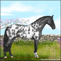 Horse Color:Blue Roan Appaloosa