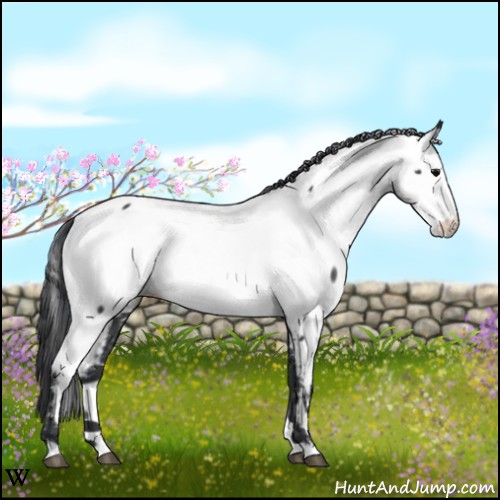 Horse Color:Blue Roan Fewspot 