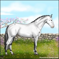Horse Color:Blue Roan Fewspot 