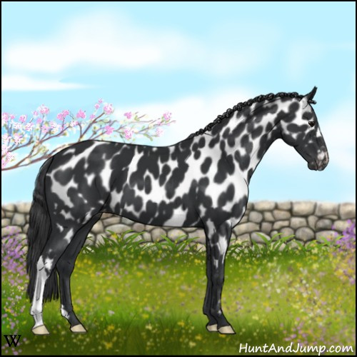 Horse Color:Black Near Leopard 