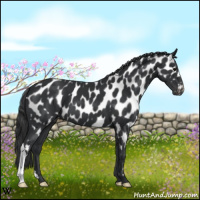 Horse Color:Black Near Leopard 
