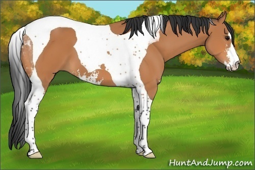Horse Color:Bay Sabino Tobiano 