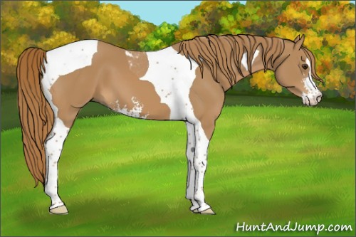 Horse Color:Chestnut Sabino Tobiano 