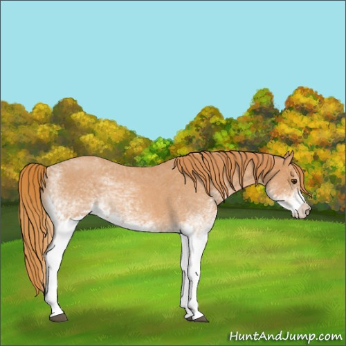 Horse Color:White Spotted Red Roan 