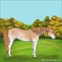 Horse Color:White Spotted Red Roan 
