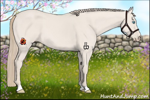 Horse Color:Smoky Creme Dun 