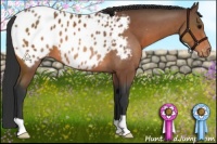 Horse Color:Bay Appaloosa