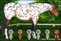 Horse Color:Brown Near Leopard 